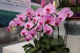 第17届青州花博会开幕 20多个国家和地区的企业参展
