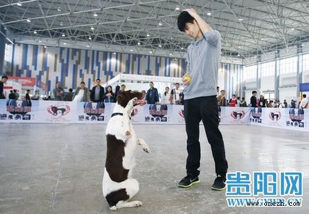 贵州名犬宠物展览会第二天 八项活动精彩上演-第一展会网